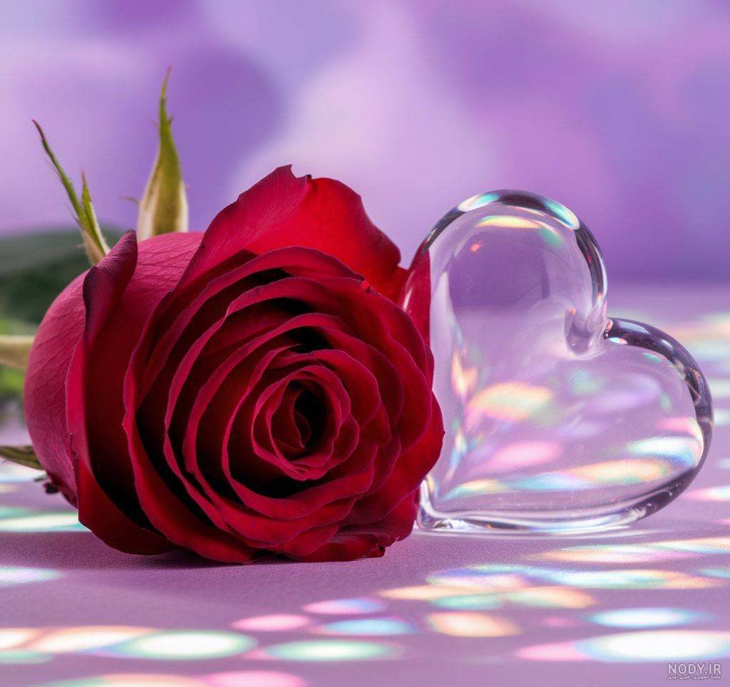 عکس گل روز