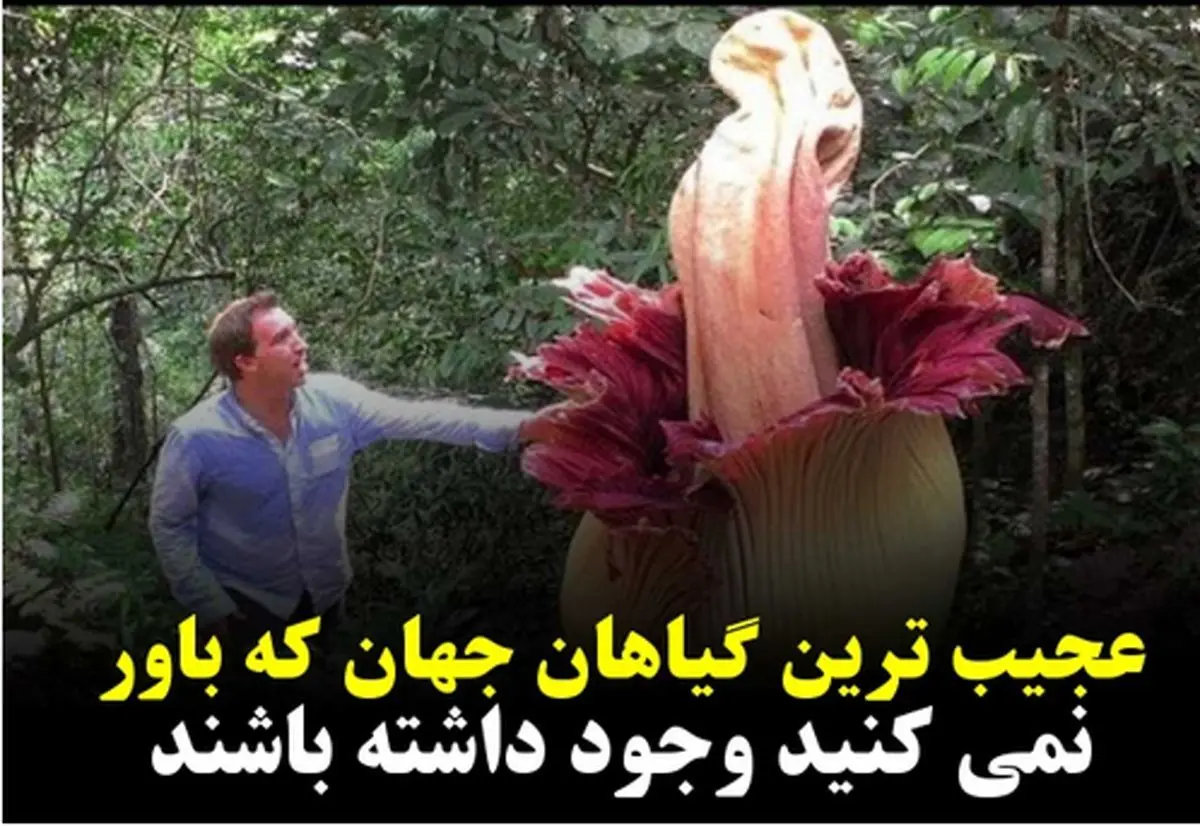 عکس گل زشت
