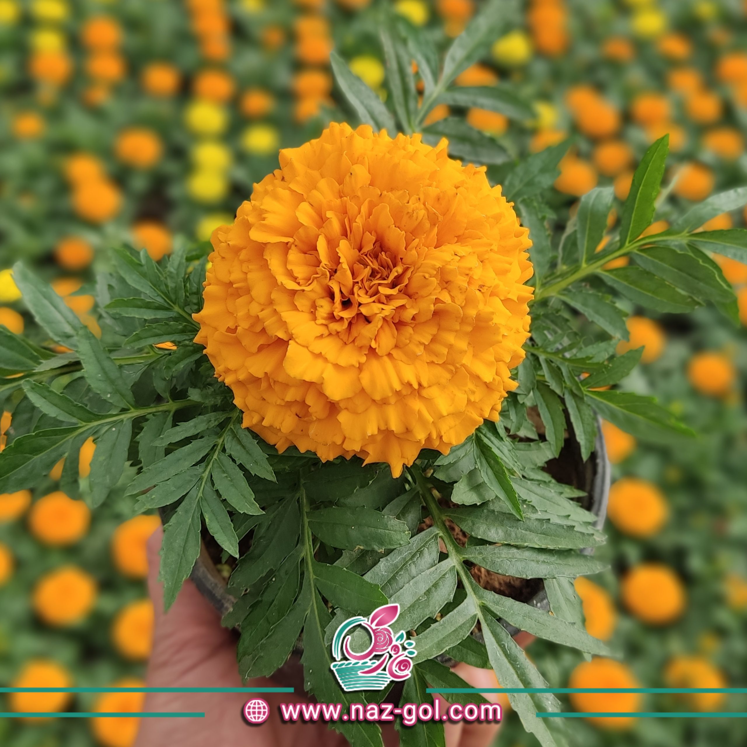 عکس گل جعفری