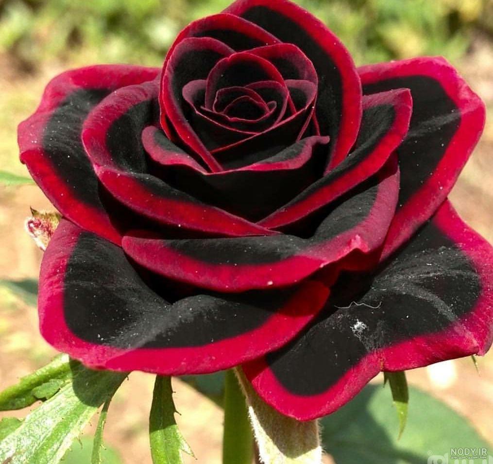عکس گل رز سیاه