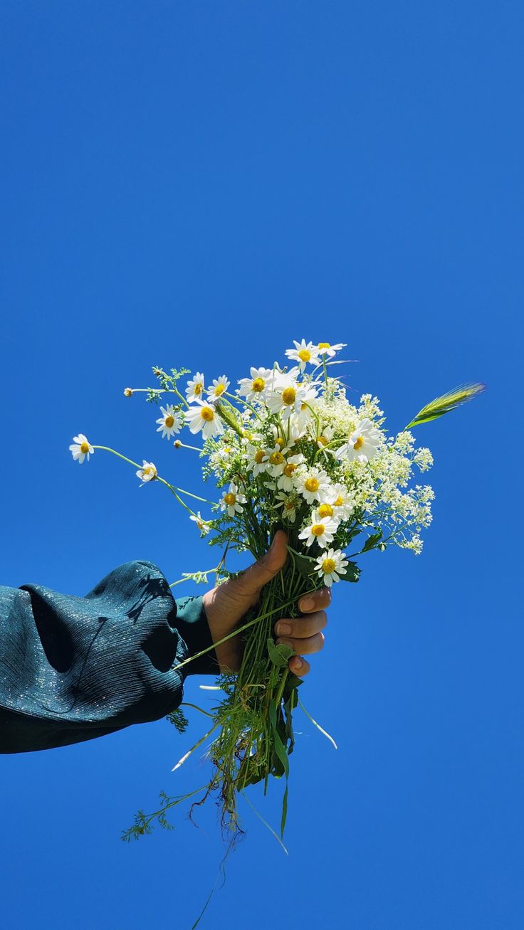 عکس گل بابونه