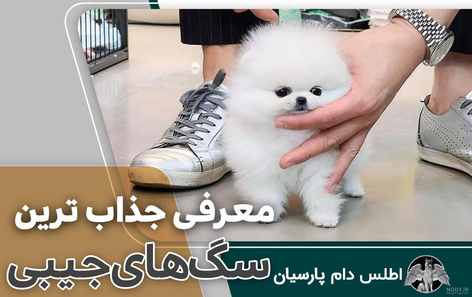 عکس سگ