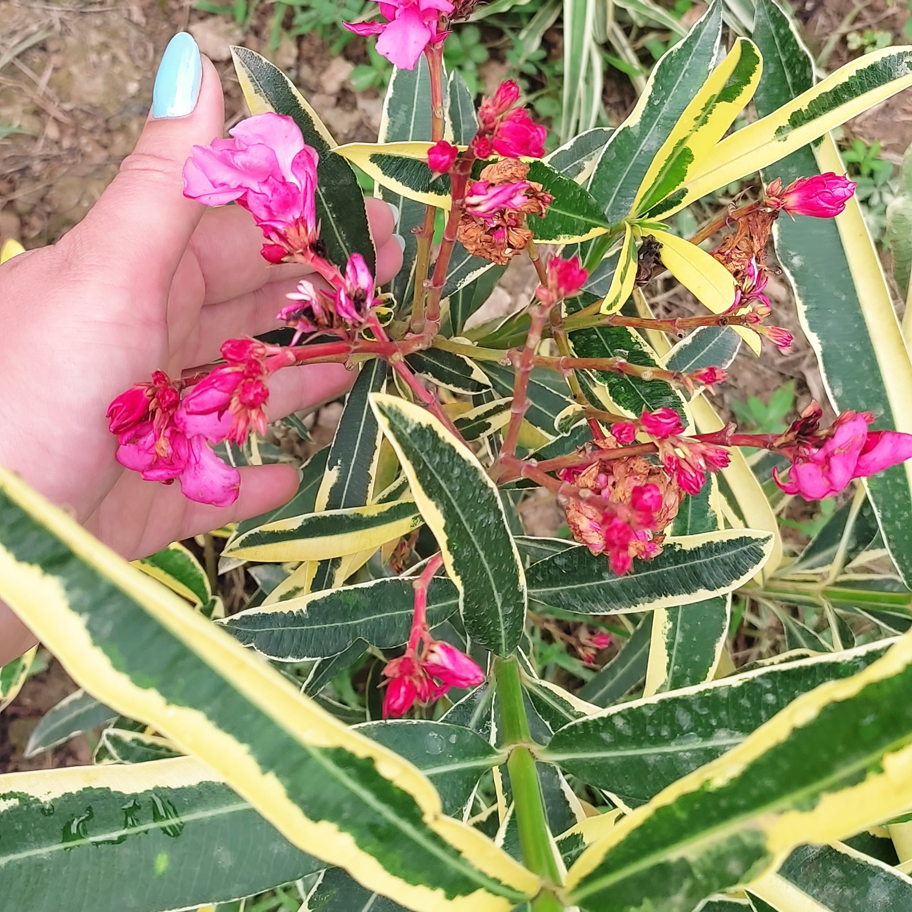 عکس گل خرزهره