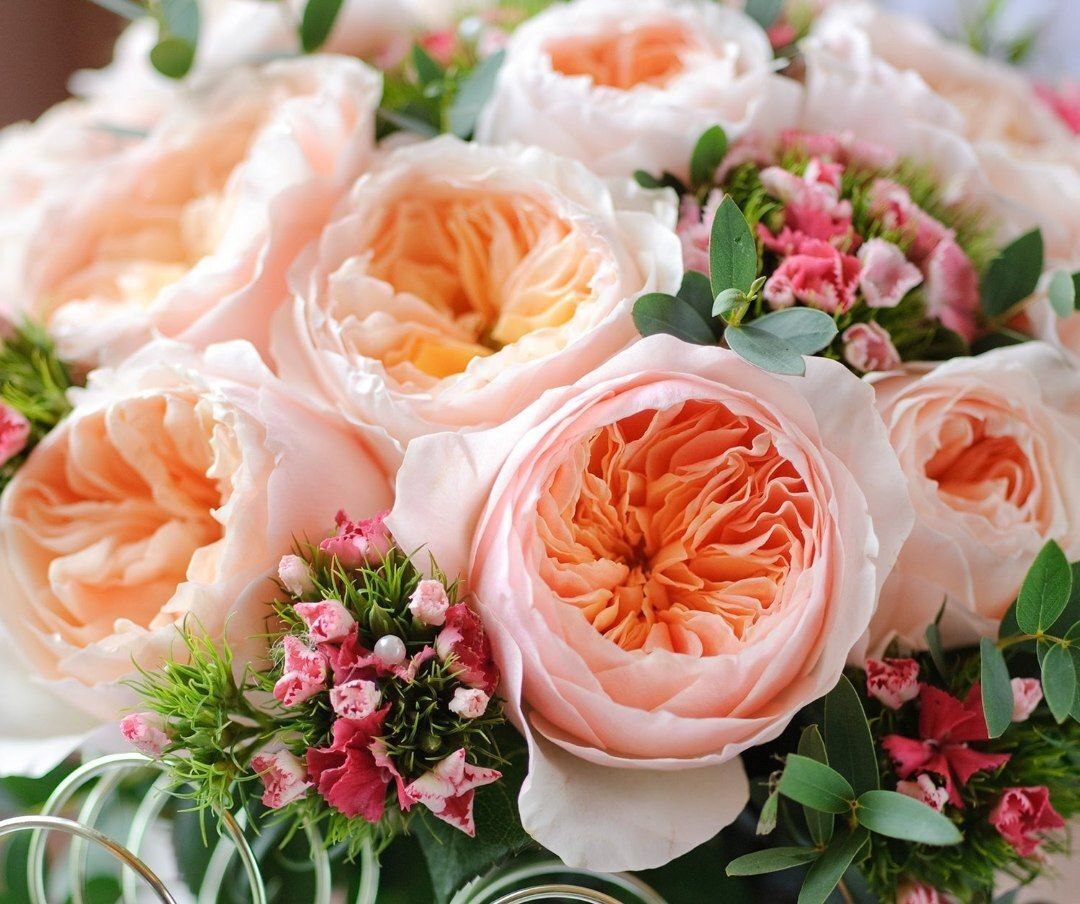 عکس گل ژولیت