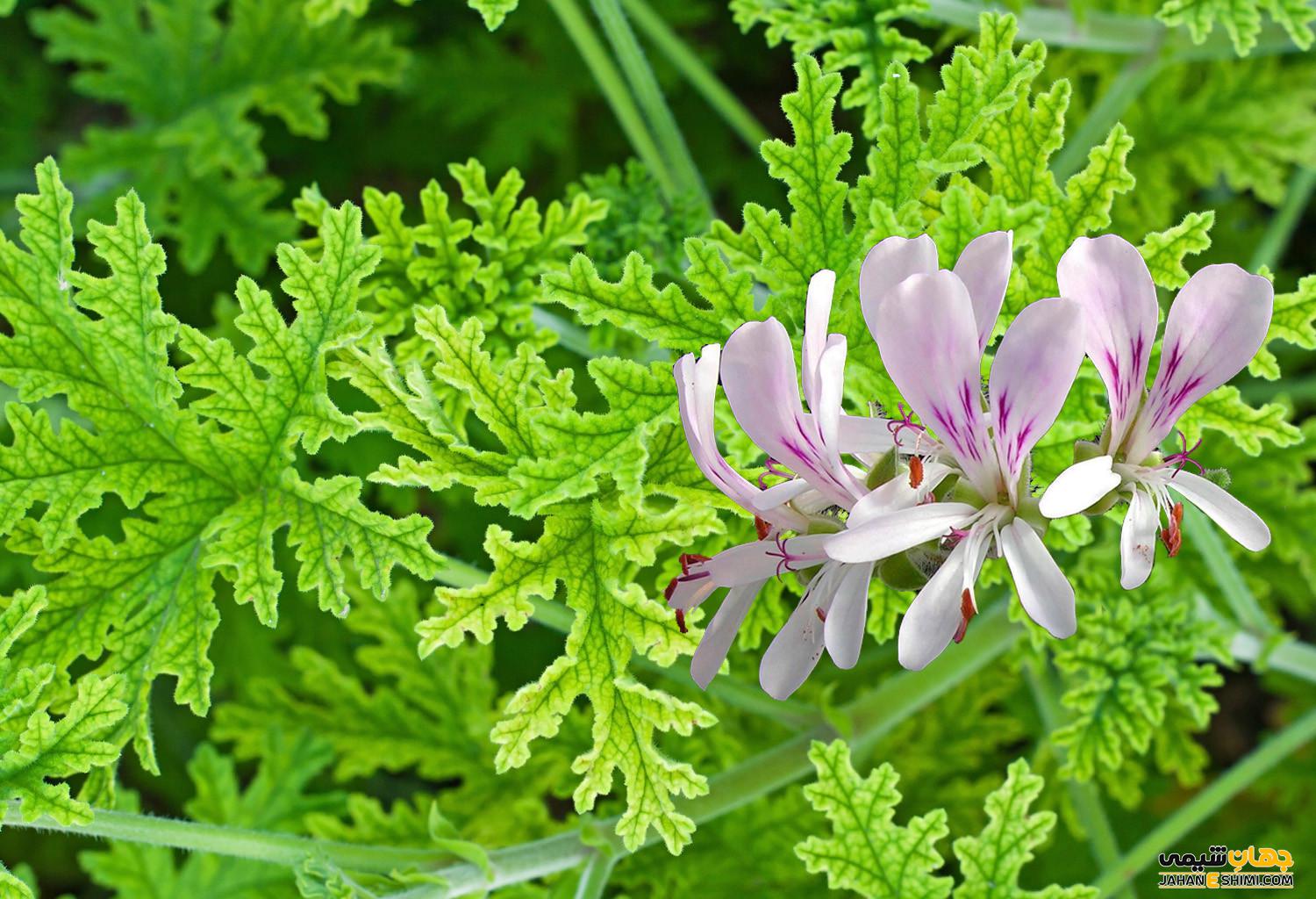 عکس گل چایی