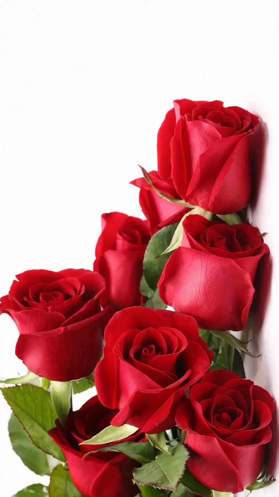 عکس گل روز