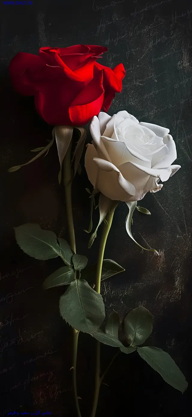 عکس گل