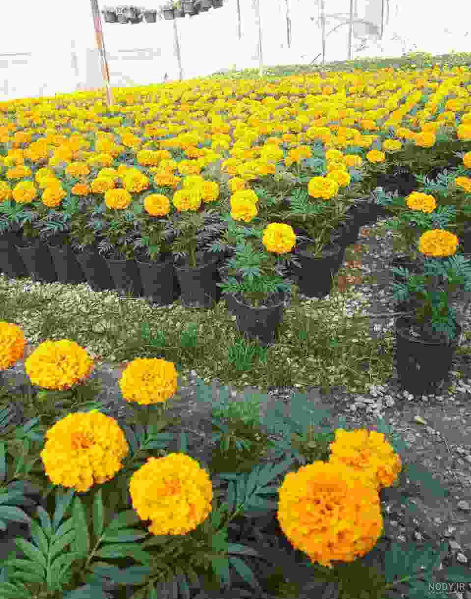 عکس گل جعفری