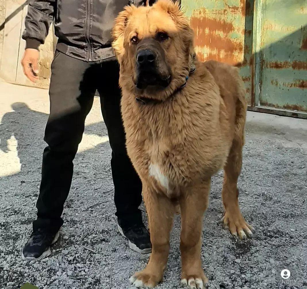عکس سگ حسین تی ام