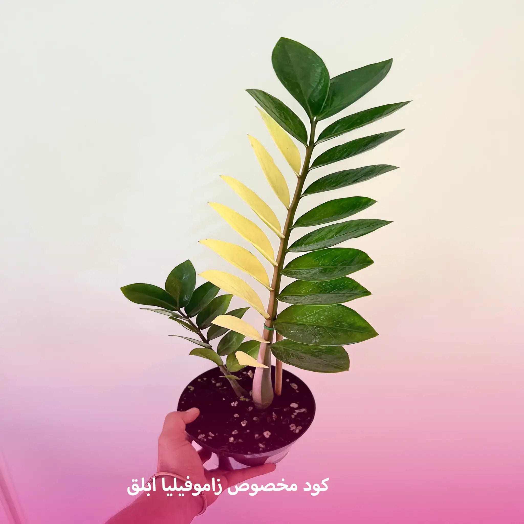 عکس گل زاموفیلیا ابلق