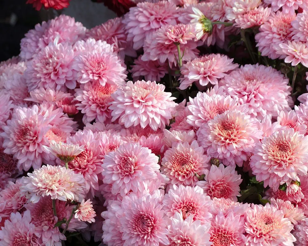عکس گل داوودی