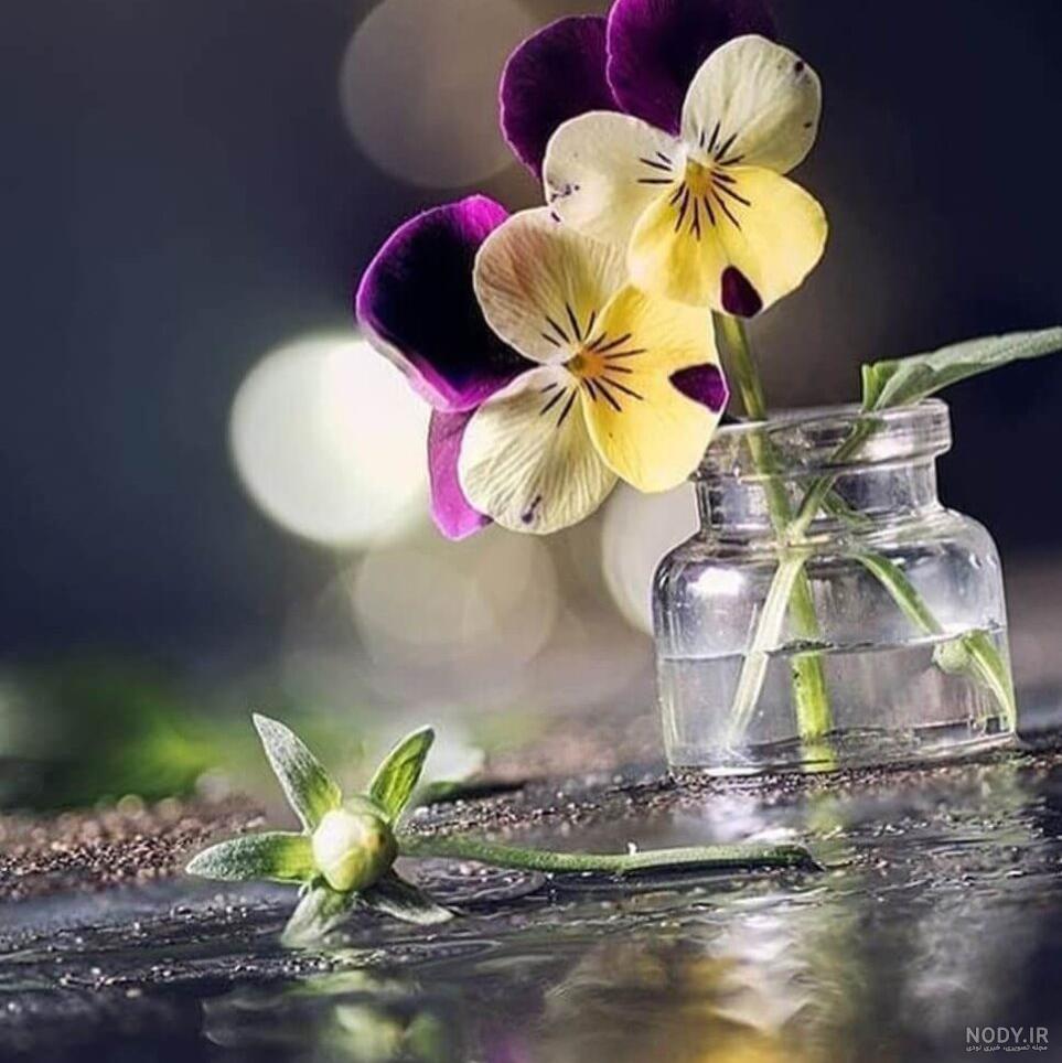 عکس گل زیبا برای پروفایل