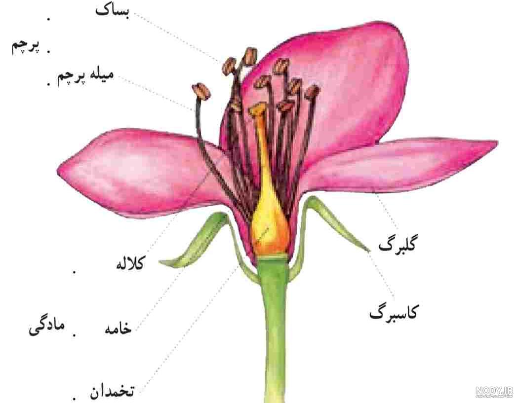 عکس گل چند برچه ای