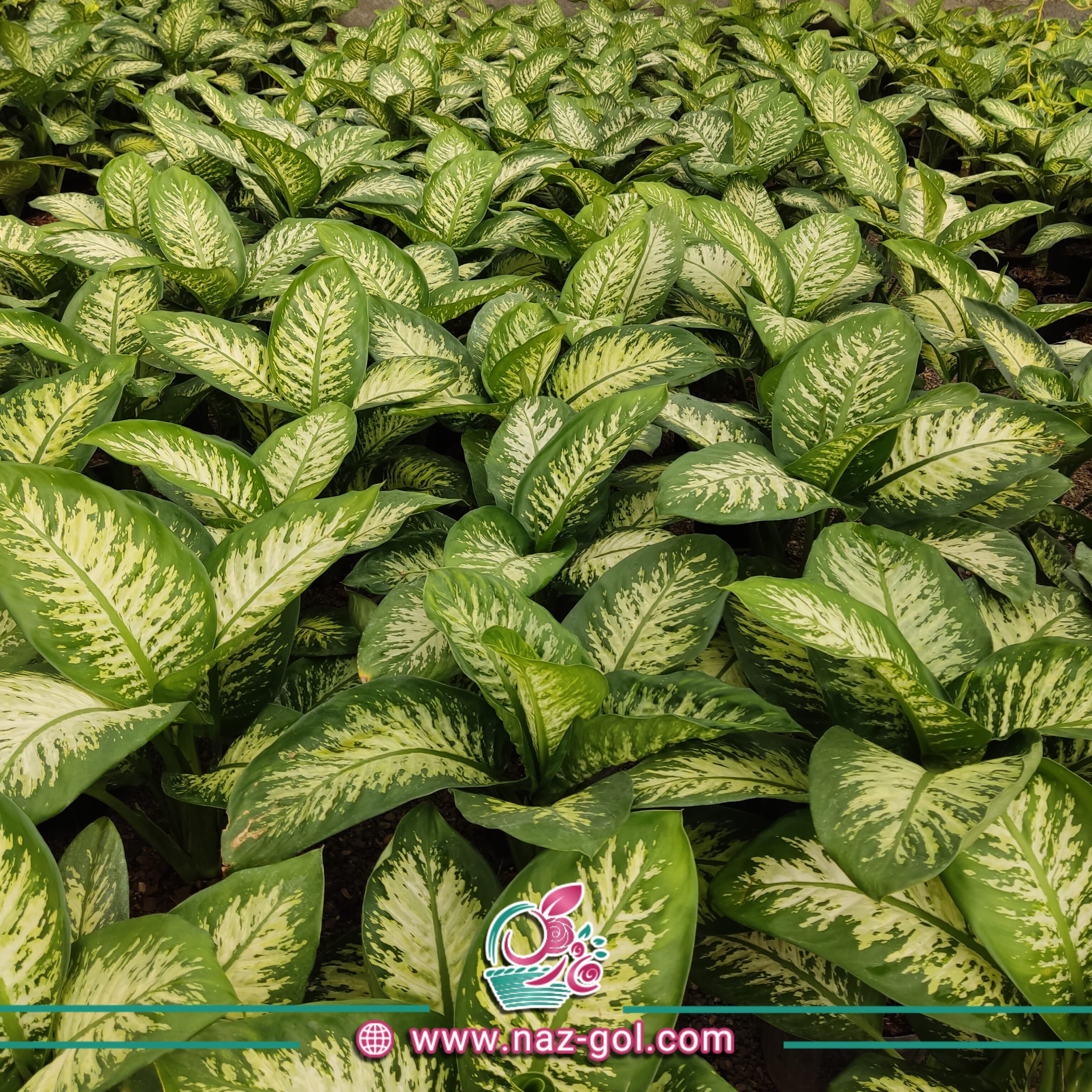 عکس گل دیفن باخیا
