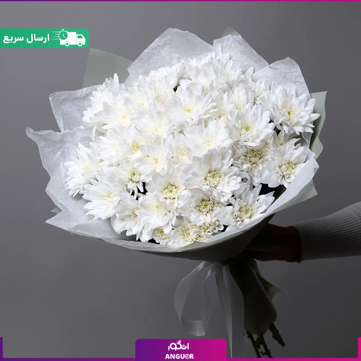 عکس گل داوودی سفید
