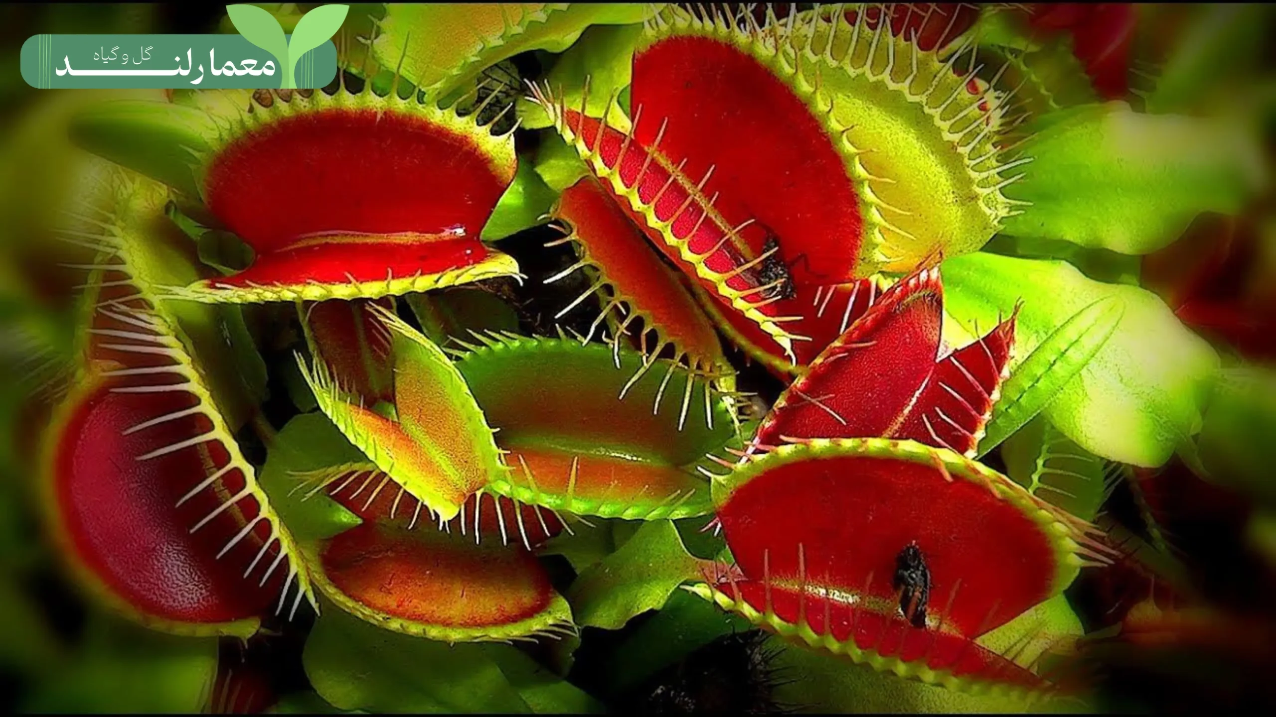 عکس گل حشره خوار