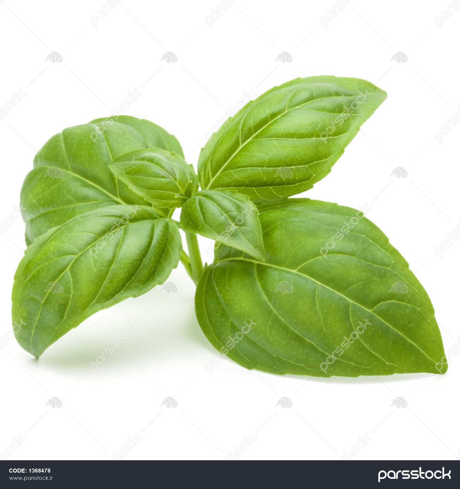 عکس گل ریحان