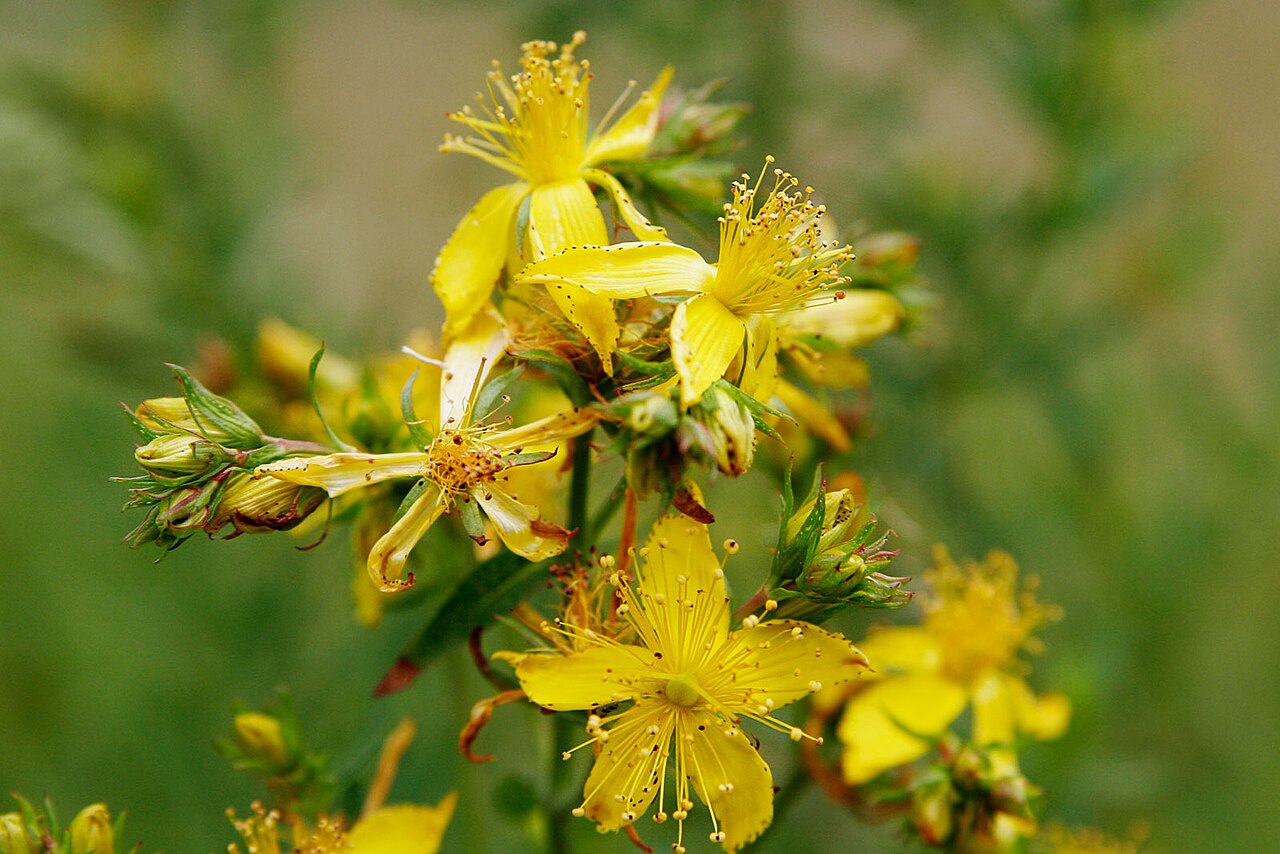 عکس گل راعی خشک شده