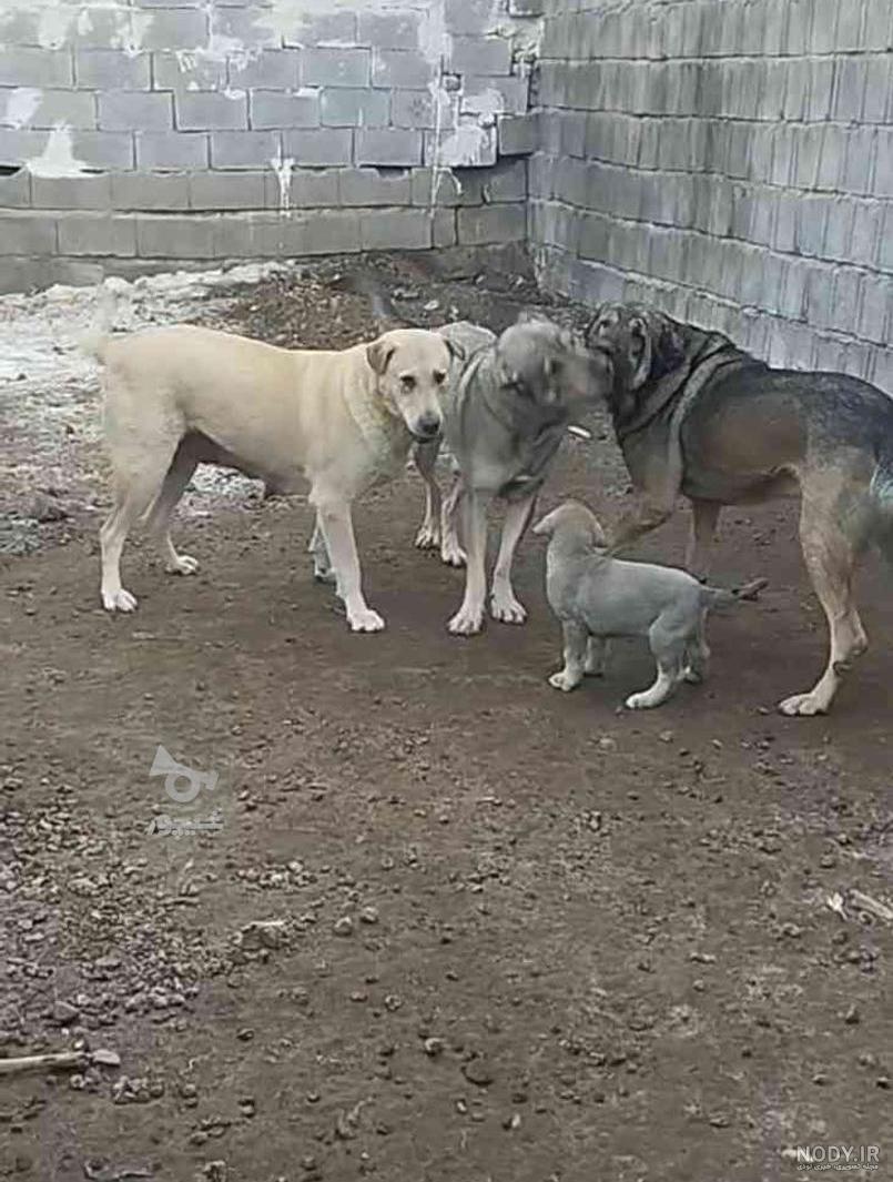 عکس سگ ابی شیخ قادر