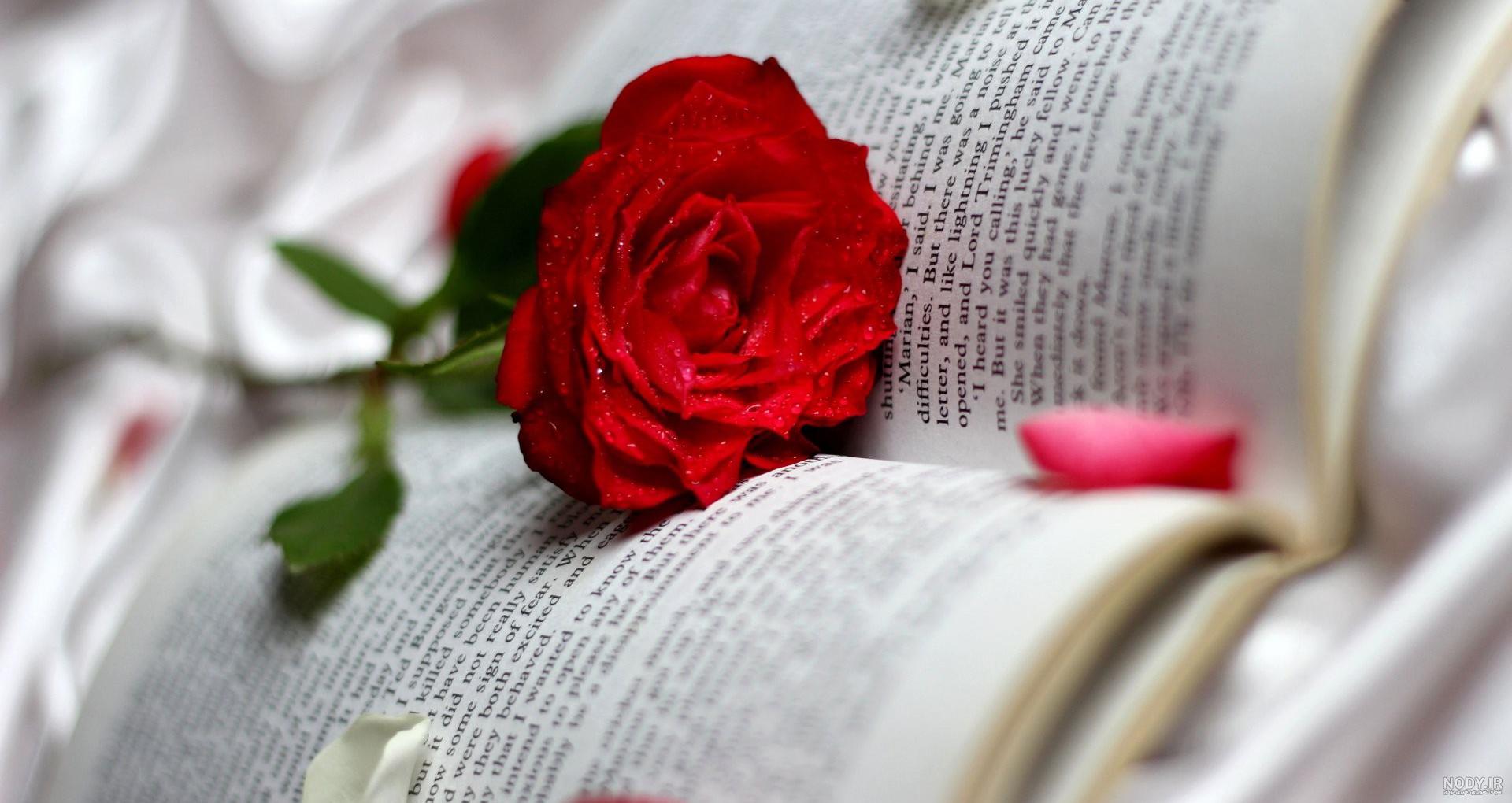 عکس گل ذوزنقه