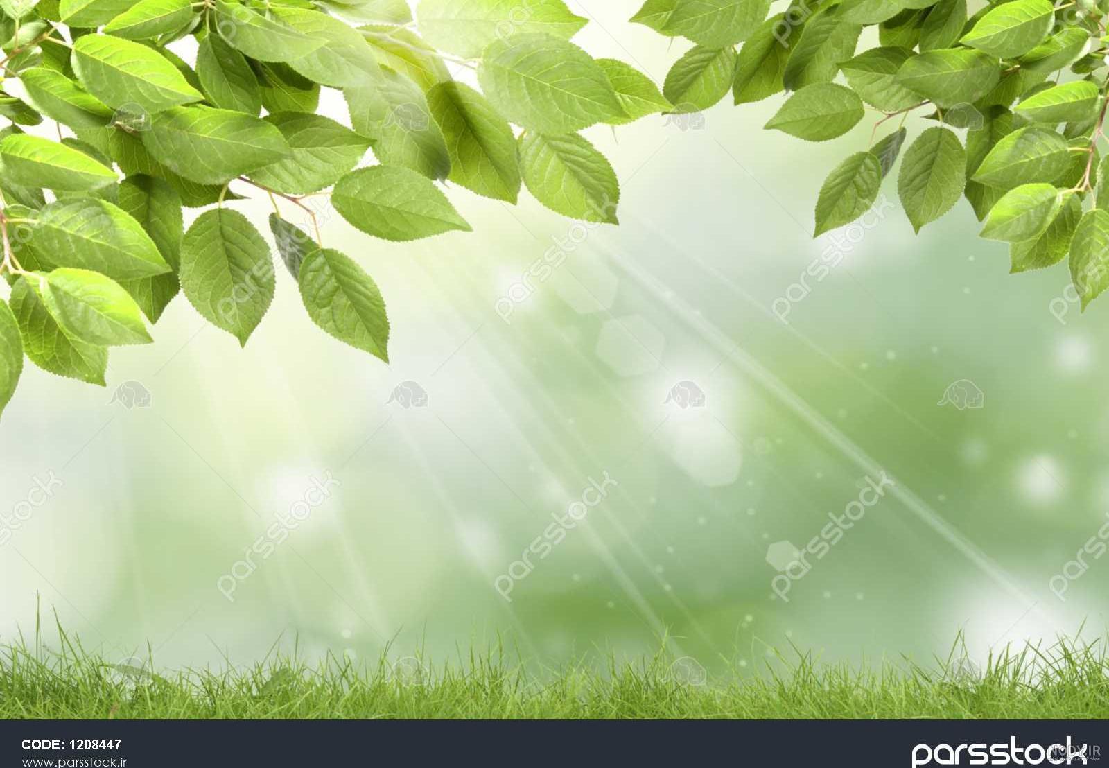 ظهر عکس