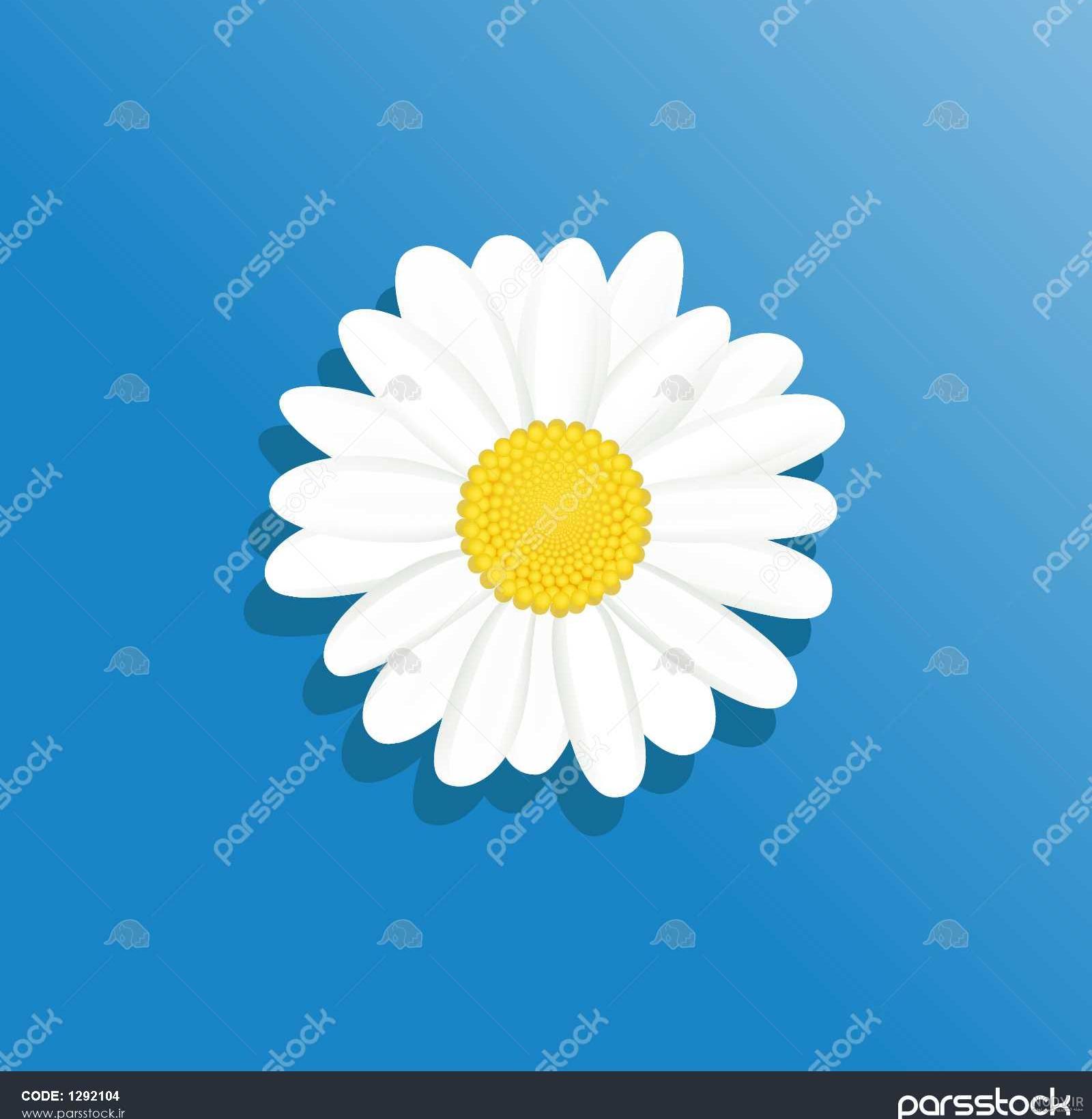 عکس گل بابونه