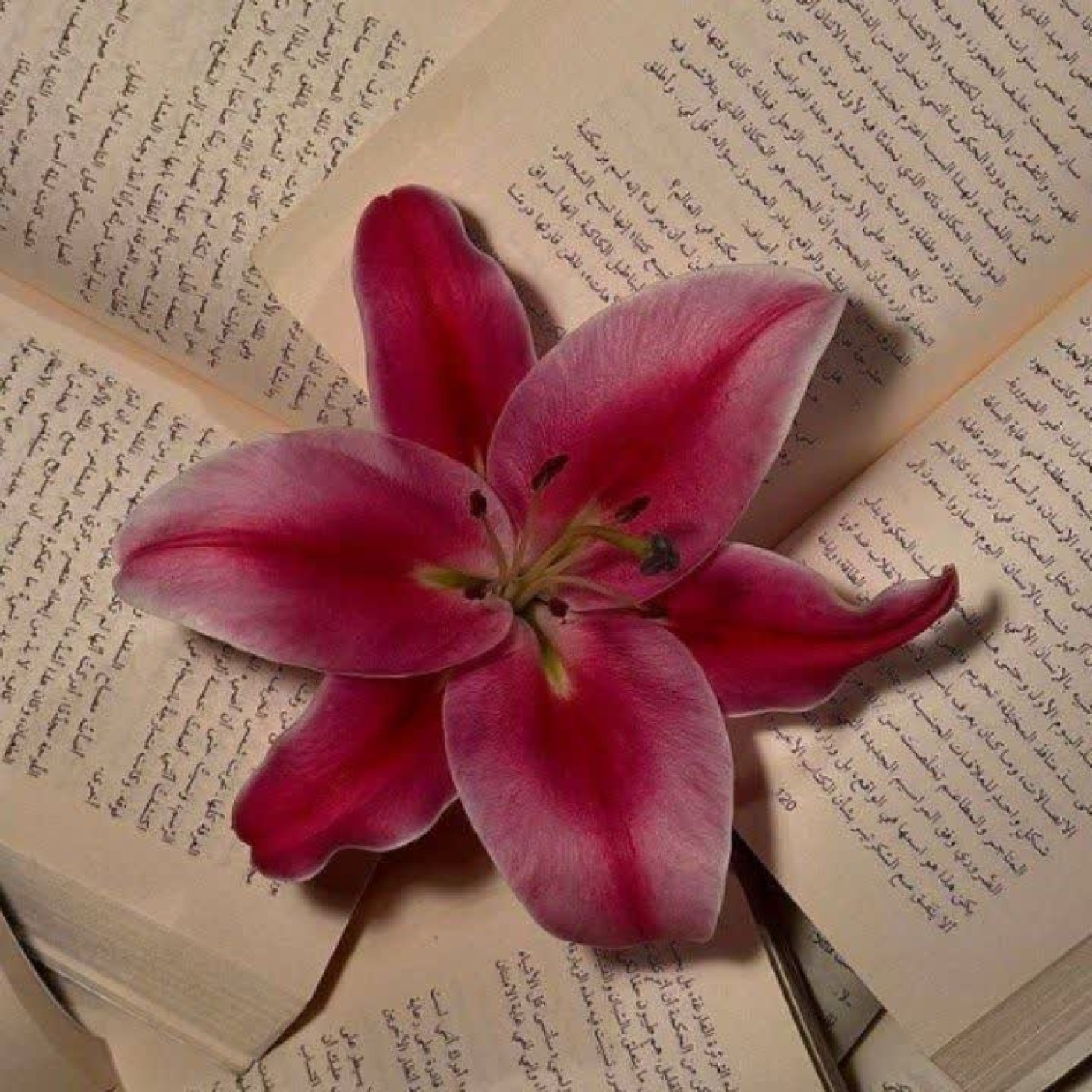عکس گل لیلیوم