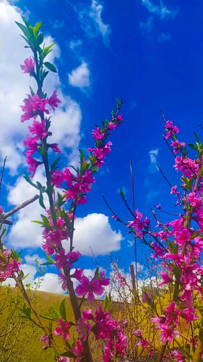 عکس گل برای استوری