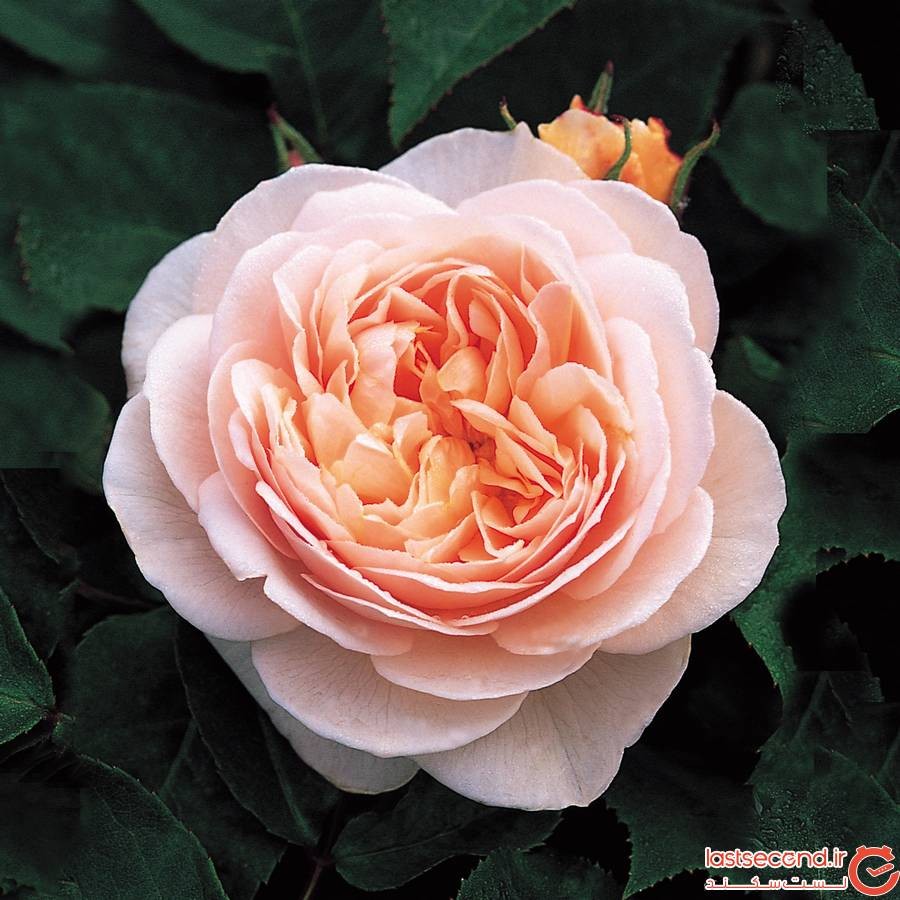 عکس گل ژولیت