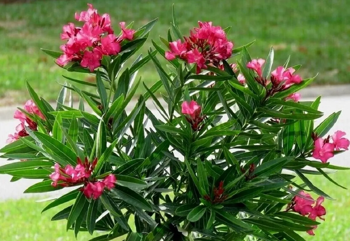 عکس گل خرزهره