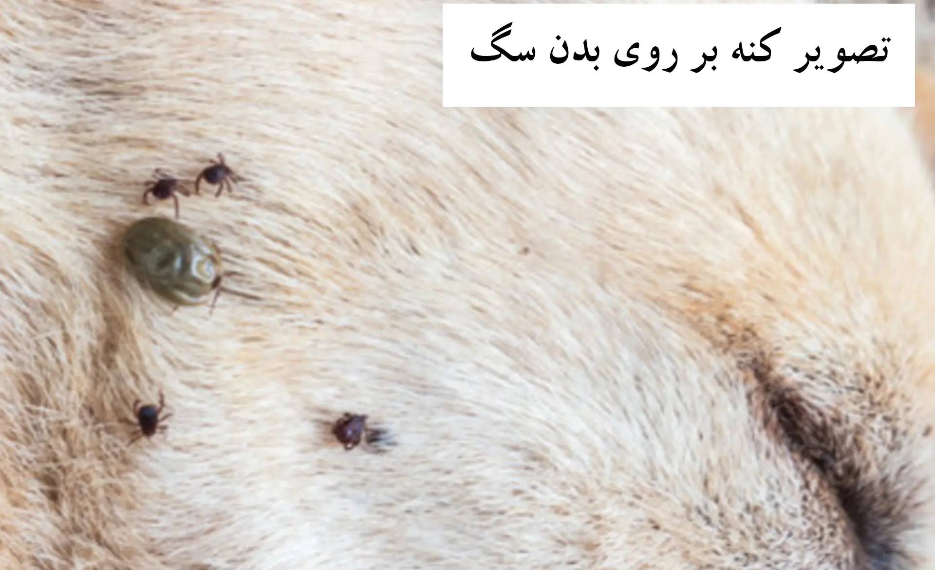 عکس کنه