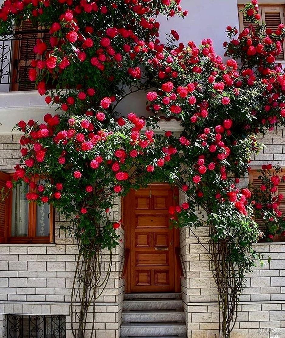 عکس گل حیاط