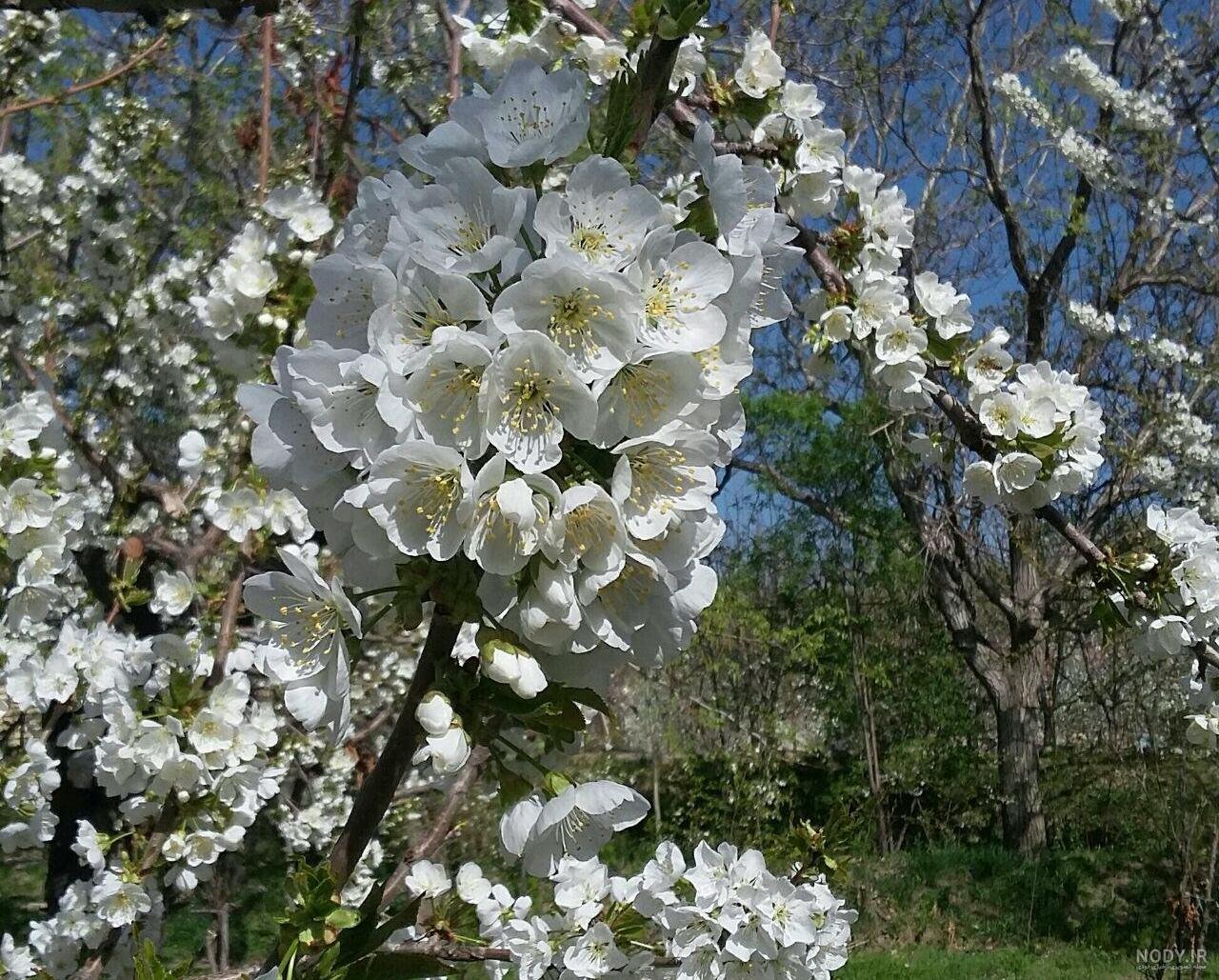 عکس طبیعت واقعی