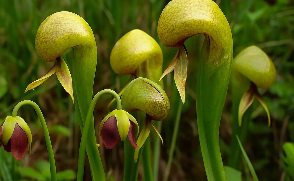 عکس گل ژاله پوش