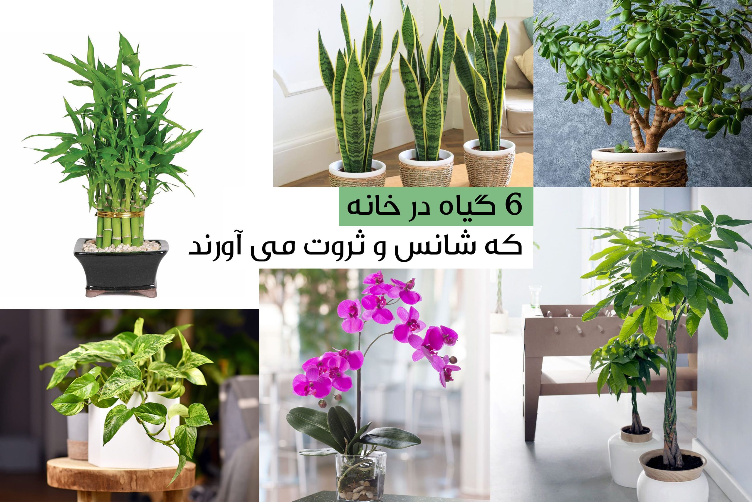 عکس گل خوشبختی