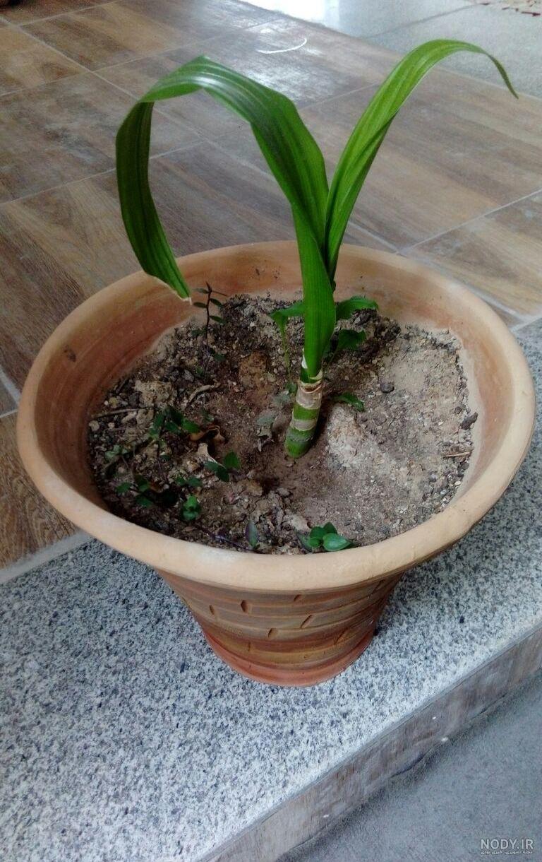 عکس گل ذرتی