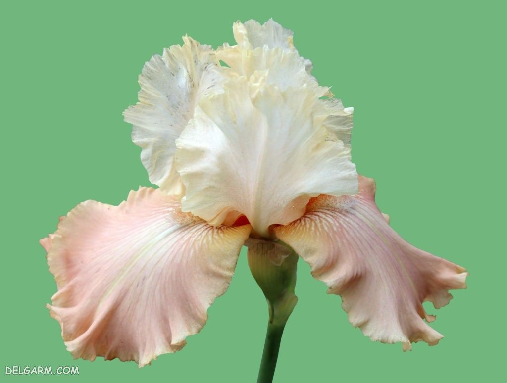 عکس گل زنبق