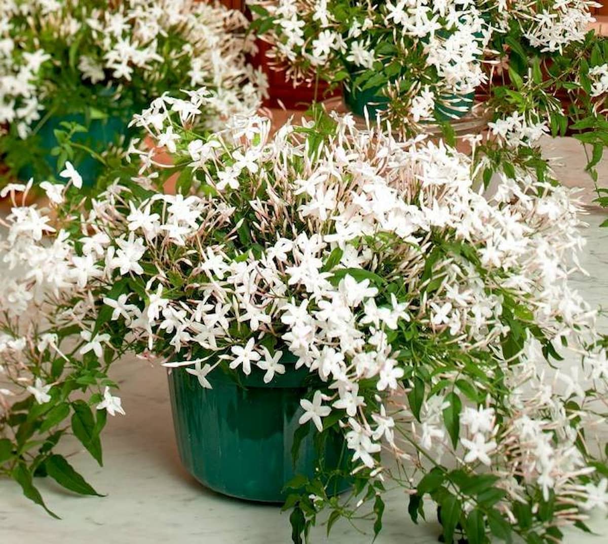 عکس گل جاسمین