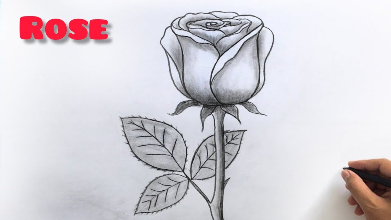 آموزش عکس گل رز