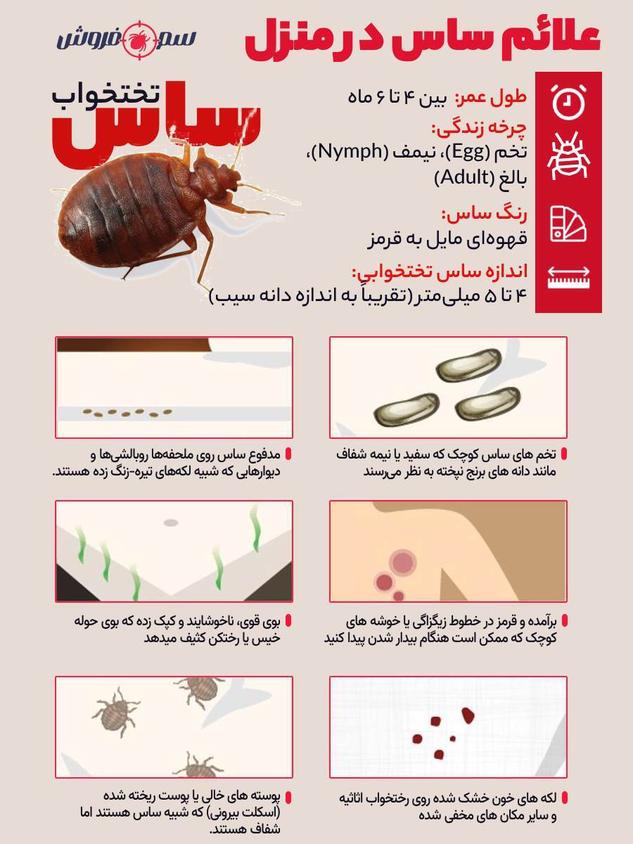 عکس حشره ساس