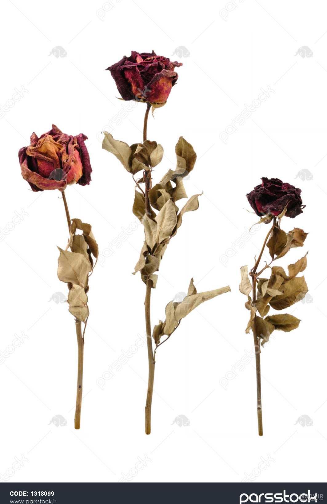 عکس گل پژمرده