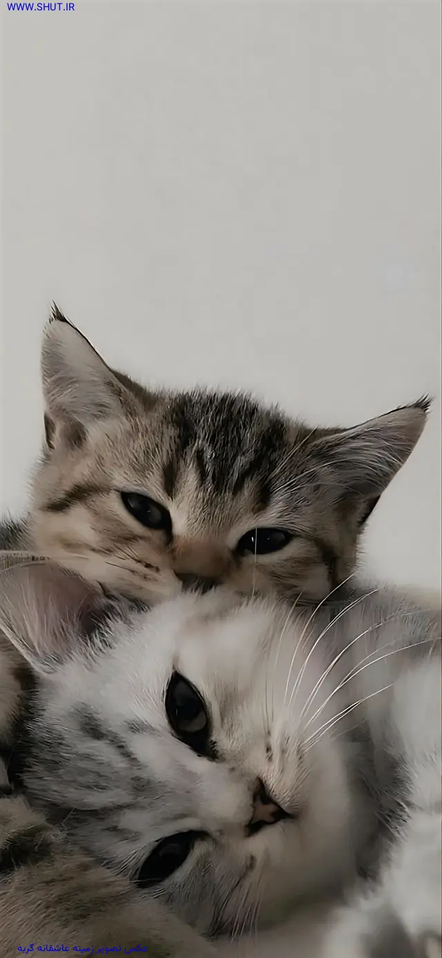 عکس عاشقانه