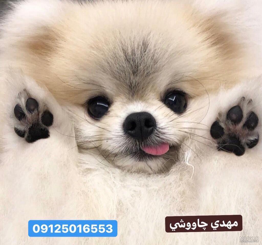 عکس فروش سگ