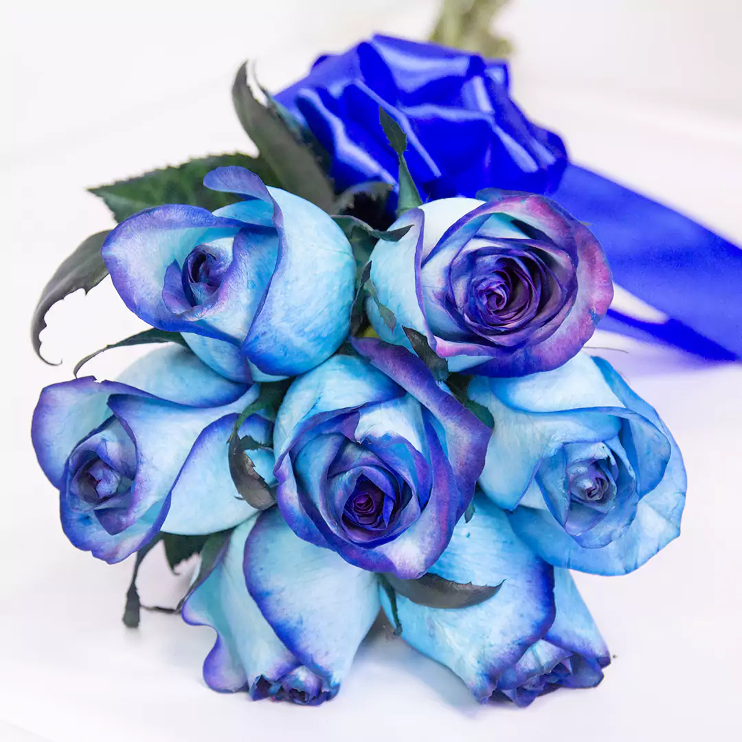عکس گل رز آبی