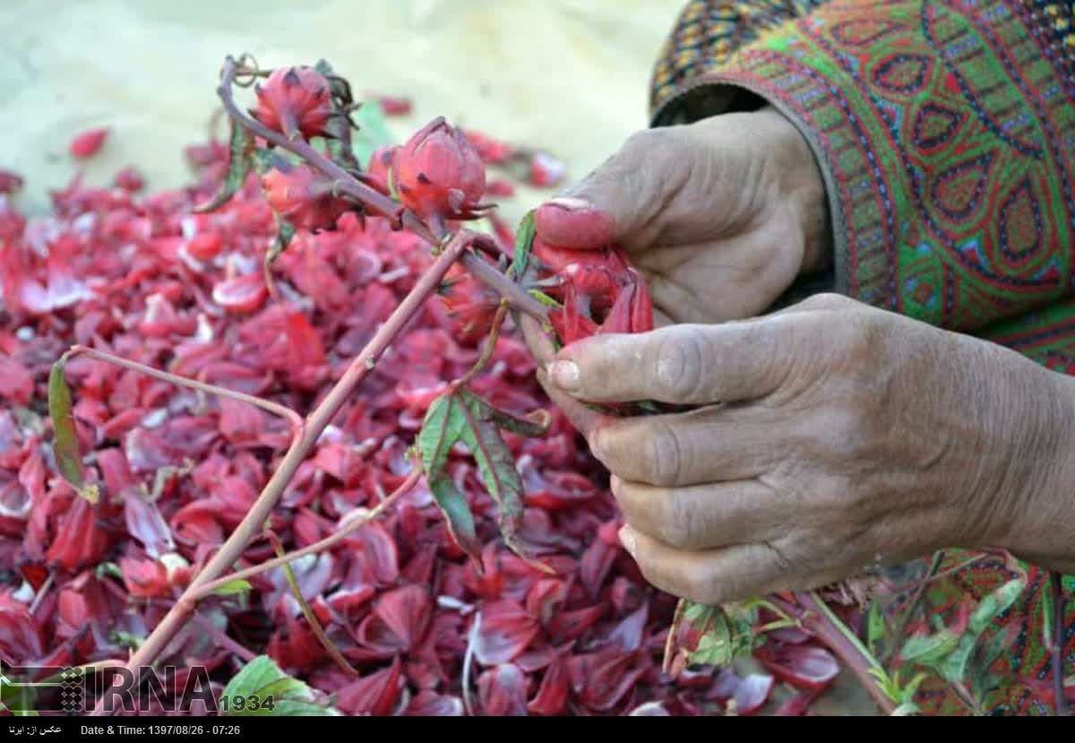 عکس گل چای ترش