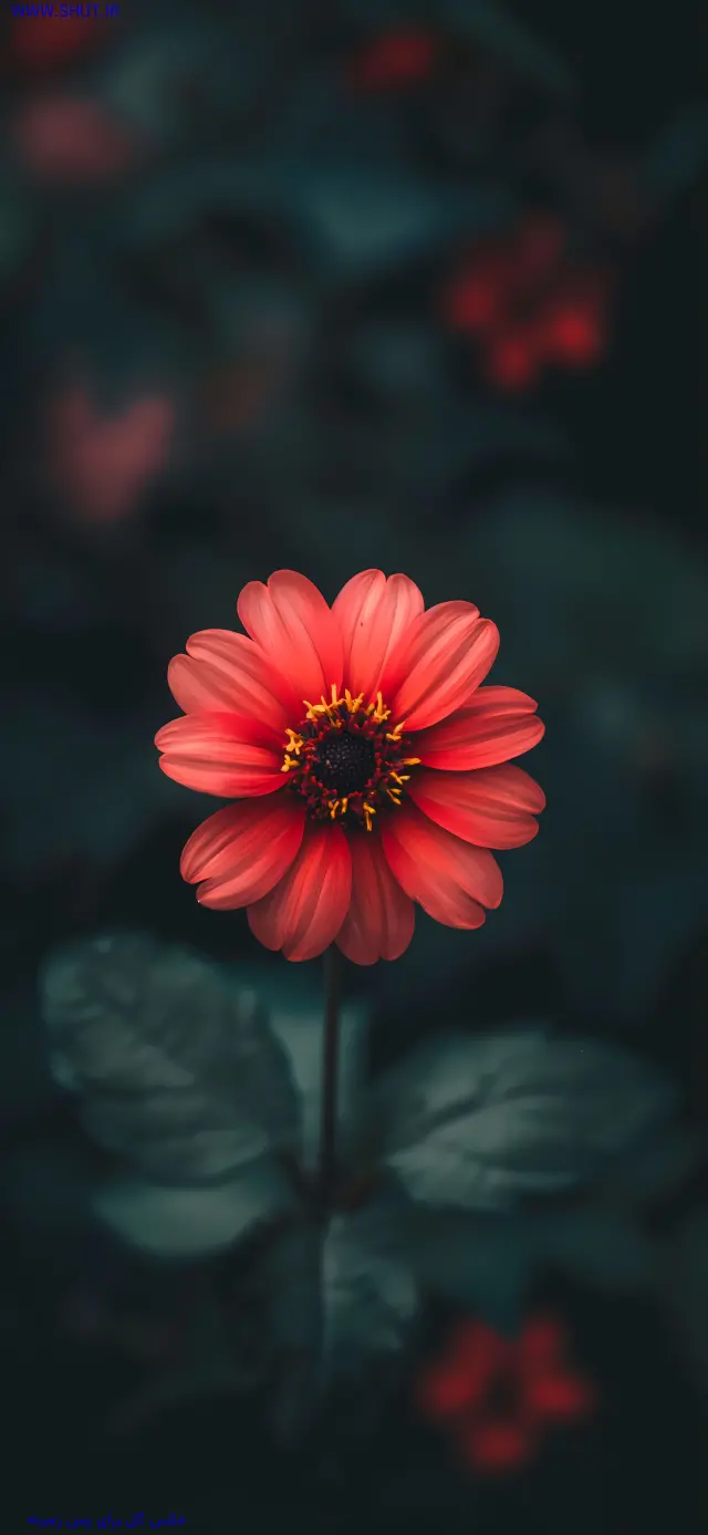 عکس گل زیبا برای تصویر زمینه
