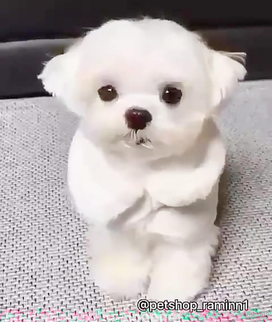 عکس سگ بامزه