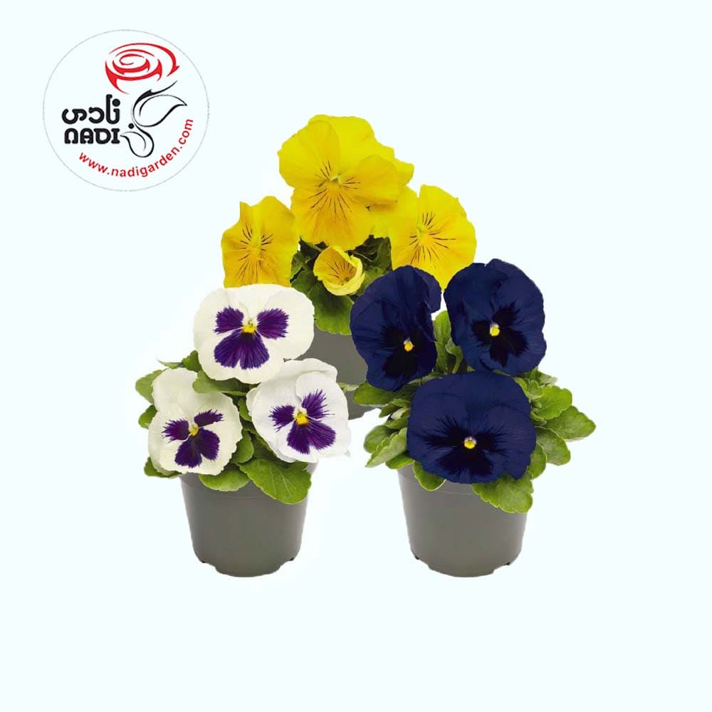 عکس گل بنفشه آفریقایی