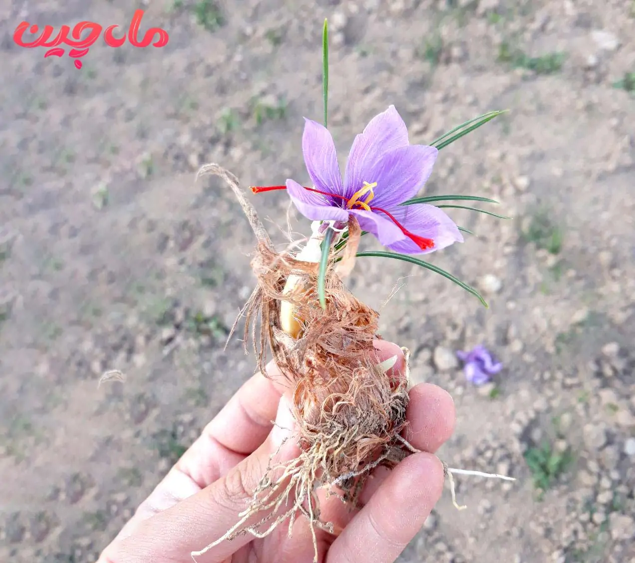 عکس گل زعفران