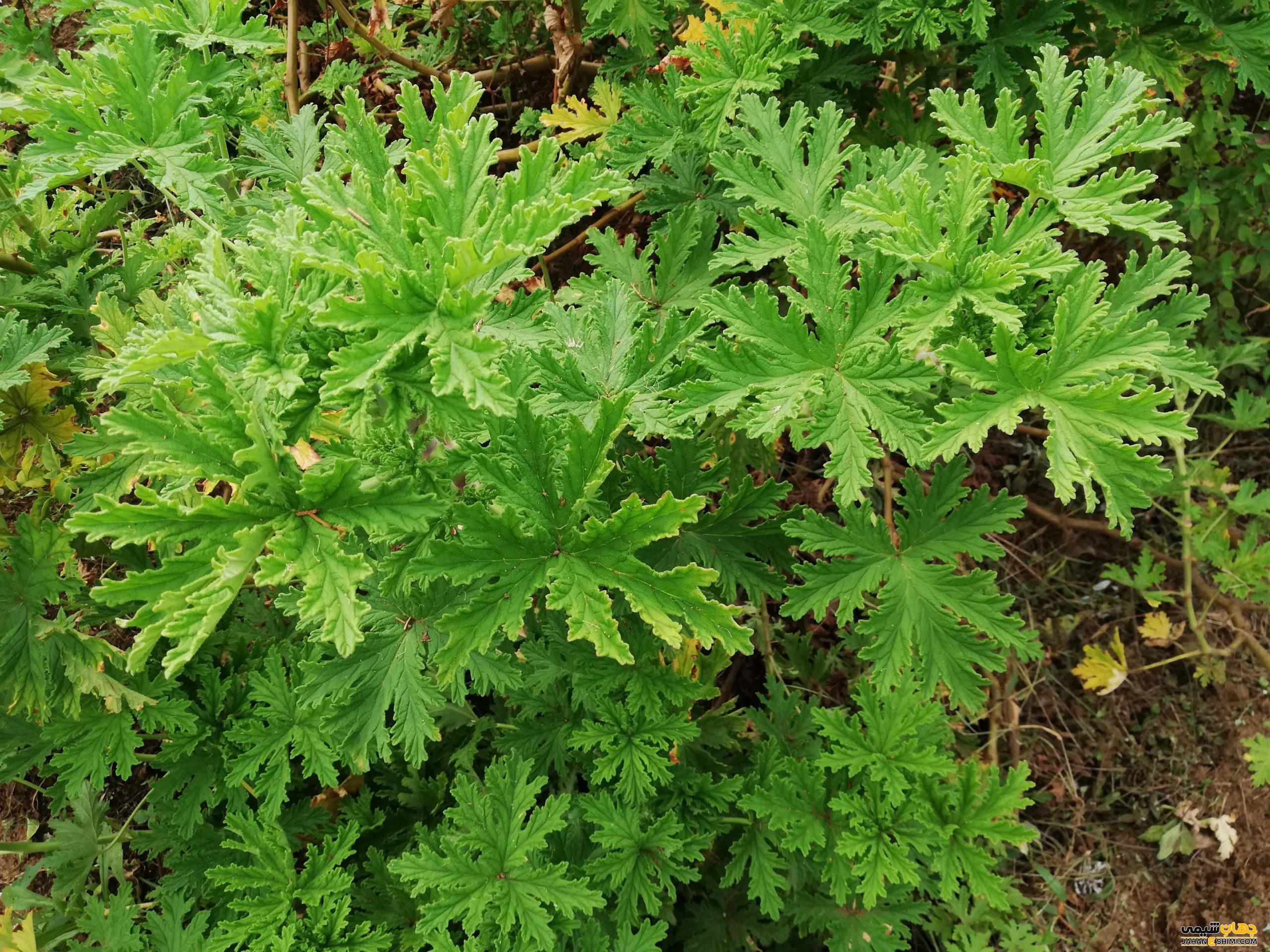 عکس گل چایی